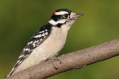 downy woodpecker 273