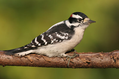downy woodpecker 274