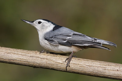 white-breasted nuthatch 220
