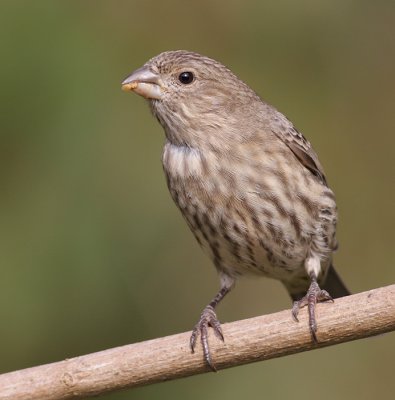 house finch 149