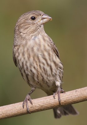house finch 150