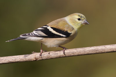 goldfinch 34