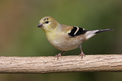 goldfinch 35