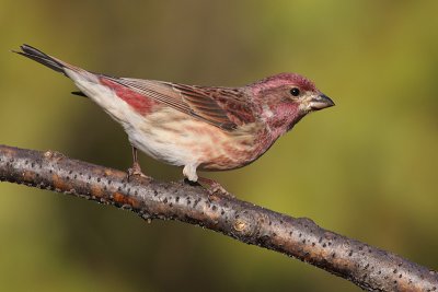 Purple Finch - male