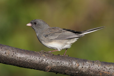 junco 135