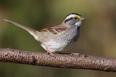 white-throated sparrow 85