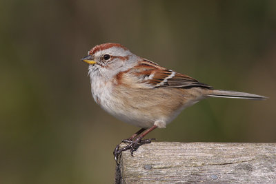 american tree sparrow 70