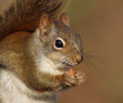 red squirrel 19