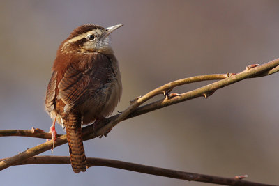 carolina wren 15