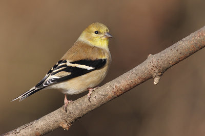 goldfinch 36