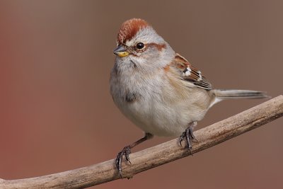 american tree sparrow 73