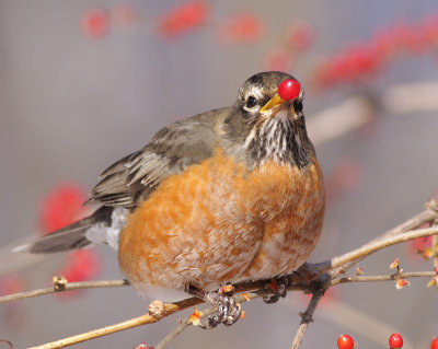 robin 73