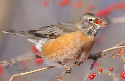 robin 74