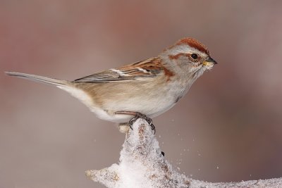 american tree sparrow 74