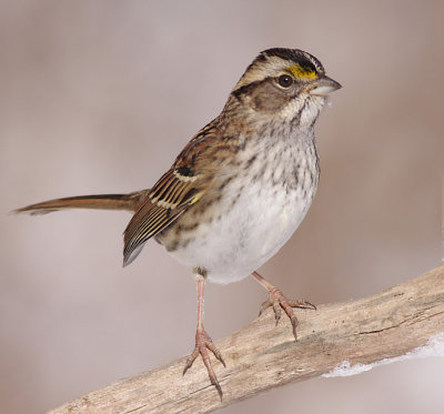 white-throated sparrow 88