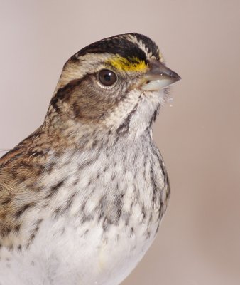 white-throated sparrow 89