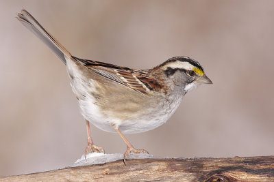 white-throated sparrow 90