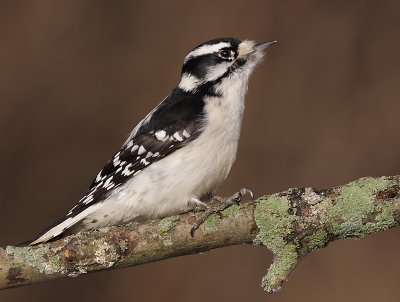 downy woodpecker 285
