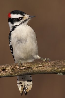 downy woodpecker 288