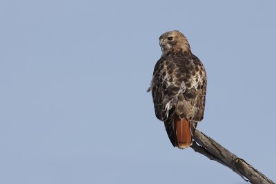red-tailed hawk 86