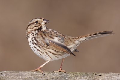 song sparrow 72
