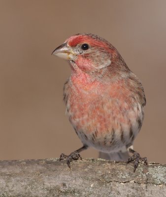 house finch1 52