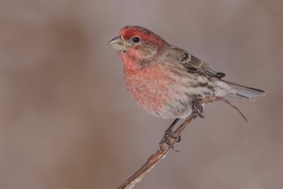 house finch 154