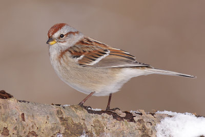 american tree sparrow 78