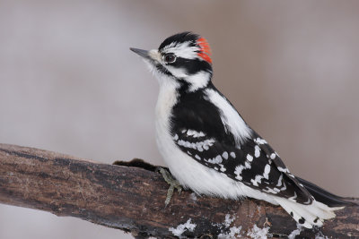 downy woodpecker 294