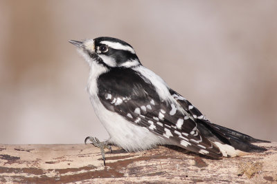downy woodpecker 295