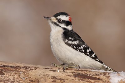 downy woodpecker 296