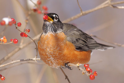 robin 79