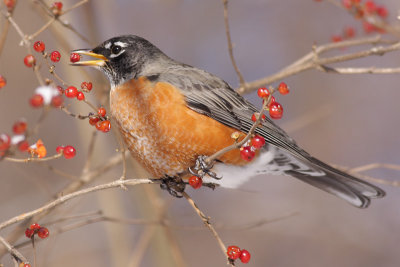 robin 80