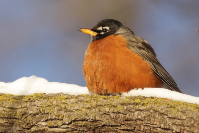 robin 81