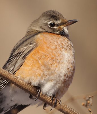 robin 82