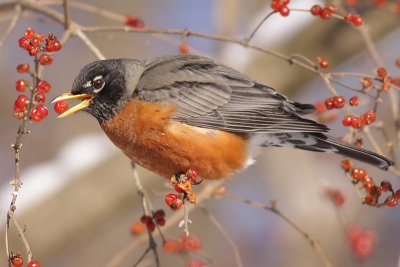 robin 83