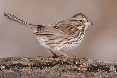 song sparrow 80