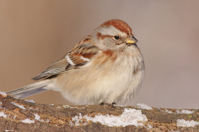 american tree sparrow 81