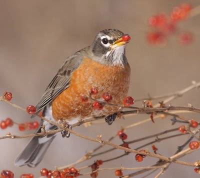 robin 85