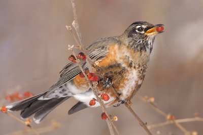 robin 89