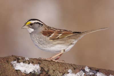 white-throated sparrow 105