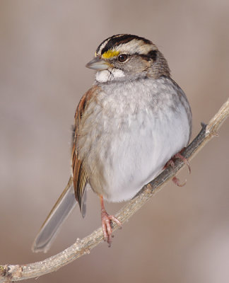 white-throated sparrow 106