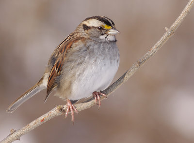 white-throated sparrow 107