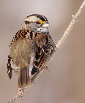 white-throated sparrow 109