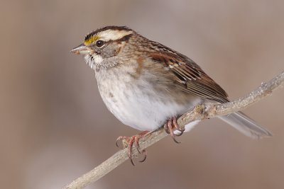 white-throated sparrow 110