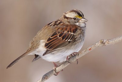 white-throated sparrow 111