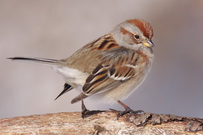 american tree sparrow 82