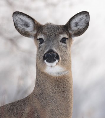 deer 44
