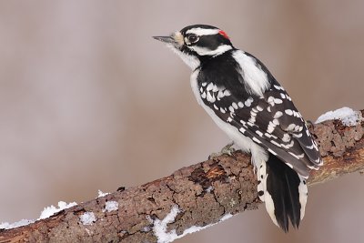 downy woodpecker 300