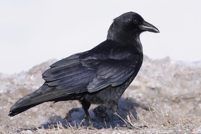 crow 5
